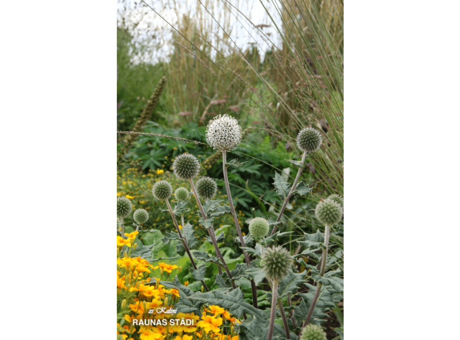 Echinops sphaerocephalus   'Arctic Glow'